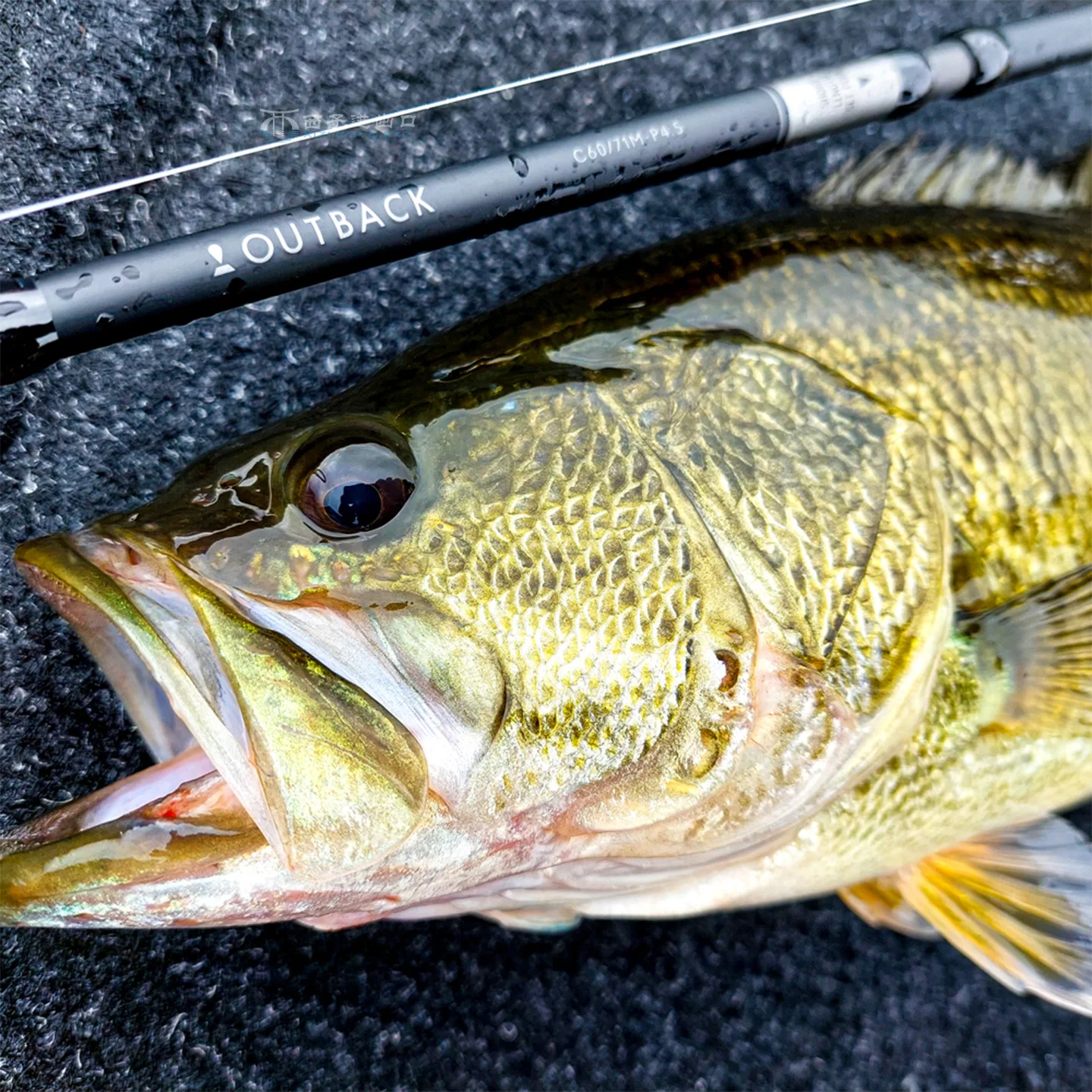 2025 nueva Tailwalk Outback caña de pescar giratoria ligera multisección portátil Stream River raíz pesca Gaer - imagen 3
