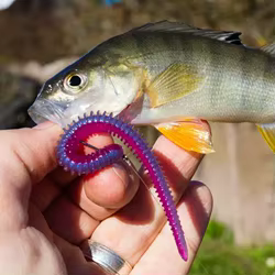 Keitech Japón Easy Shaker fideos finos roscados Bug Texas plantilla de pesca invertida señuelo de rastreo cebo suave