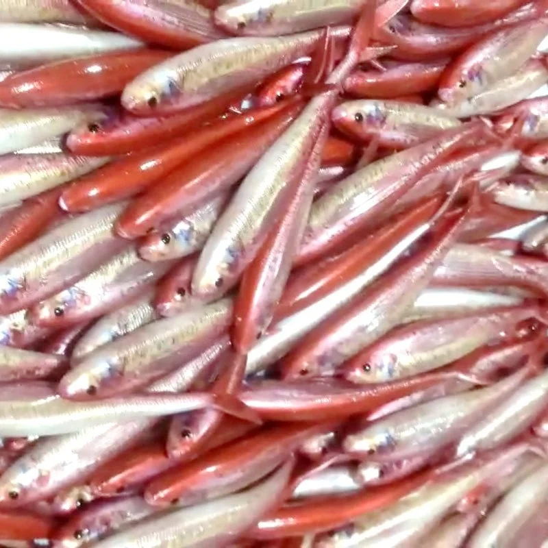 Swolfy Señuelos Artificiales 3D – Pesca de Lubina en Agua Salada - imagen 5