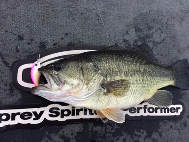 O.S.P LURE OSP Fat CRANK Cebo falso Tiny BLITZ MR Punto multicolor importado de Japón - imagen 3