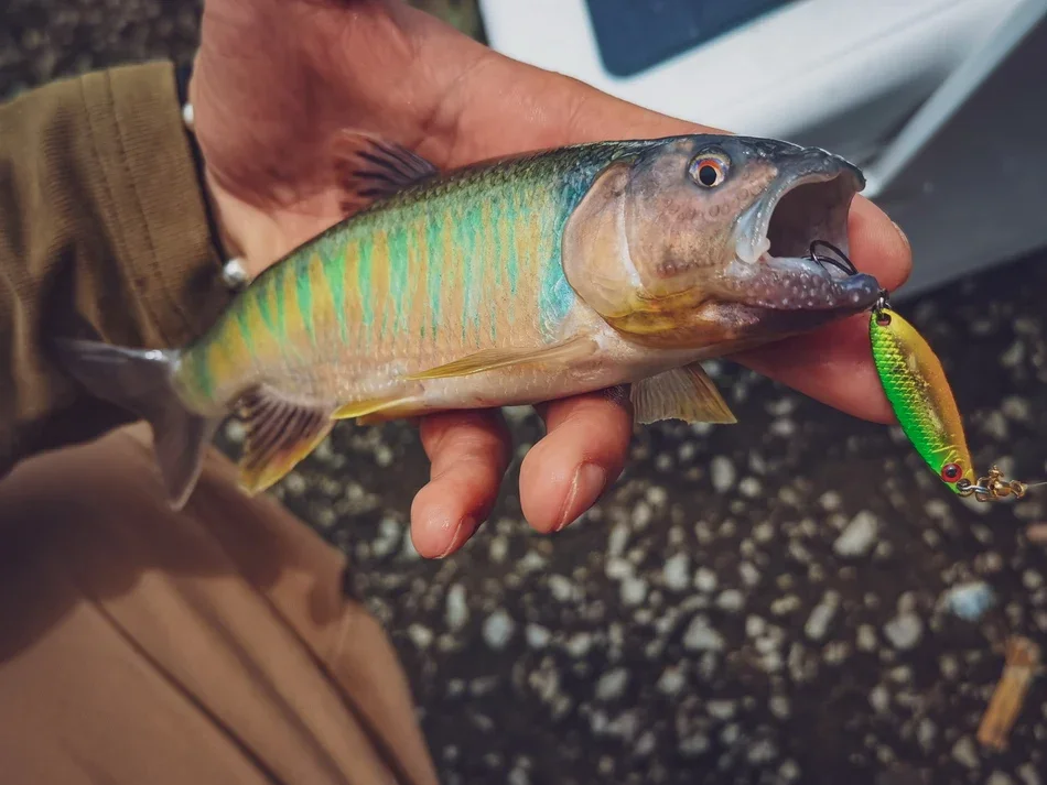 Luretv-señuelo cuchara de hoja de sauce, 2,5g, 3,5g, lentejuelas de cobre puro, Color dorado y plateado, Bionic, Boca de caballo, cebo de lentejuelas japonés - imagen 5