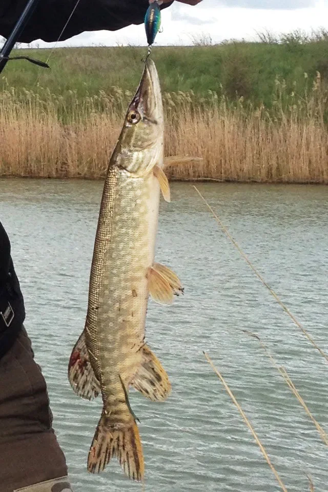 Countbass Crank Bait 38mm 1-1/2" 4.5g 5/32oz Buceo 50cm/1.7ft, Cebos de pesca, Señuelos duros de plástico Wobblers - imagen 3