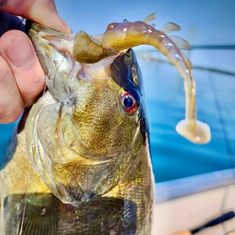 XZone-señuelo de pez Mandarín de hundimiento lento, señuelo de lubina, cola en T de Goby, 3 pulgadas - imagen 4