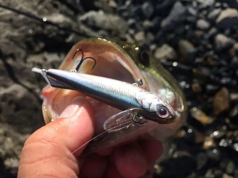 Japón OSP O.S.P PICRO68 Rolling Dying Fish F flotante SSS hundimiento súper lento realista I personaje señuelo cebo - imagen 5