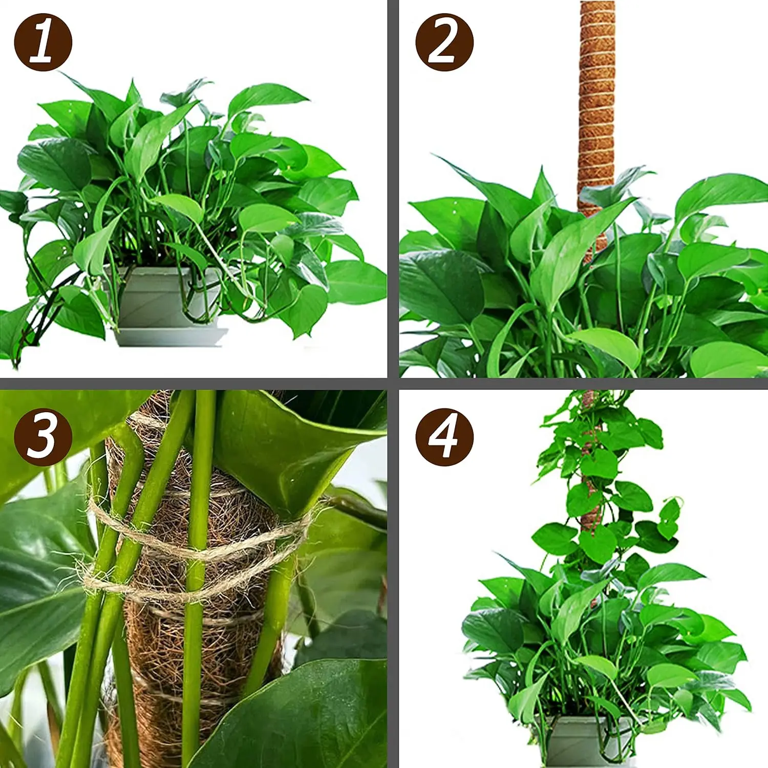 Poste de musgo flexible de 60/70/120CM para plantas, postes de musgo Monstera, plantas trepadoras, poste de plantas de interior para plantas en macetas, 2 uds. - imagen 4