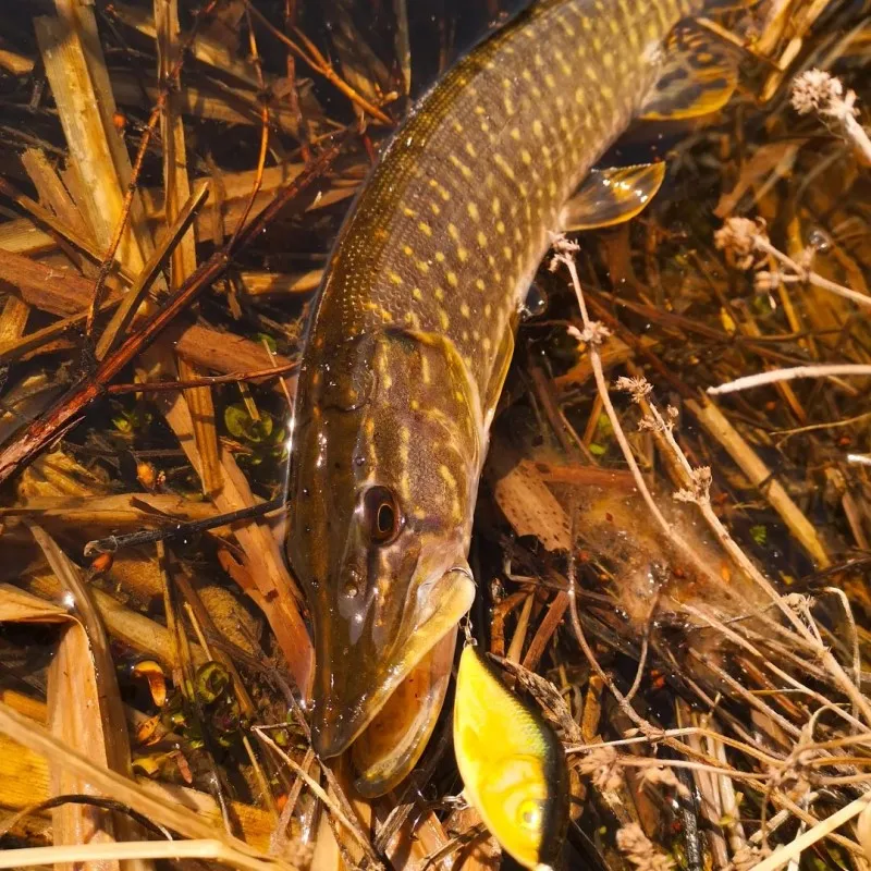 TSUYOKI Jerkbait deslizante de hundimiento lento sonido fuerte Pike Muskies pesca Crankbait Wobblers, Jerkbaits deslizantes de Salmo, 70mm, 80mm, 90mm - imagen 5