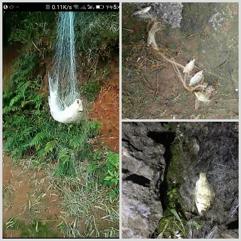 Descubra la belleza de la naturaleza y el arte de la pesca en este cautivador collage