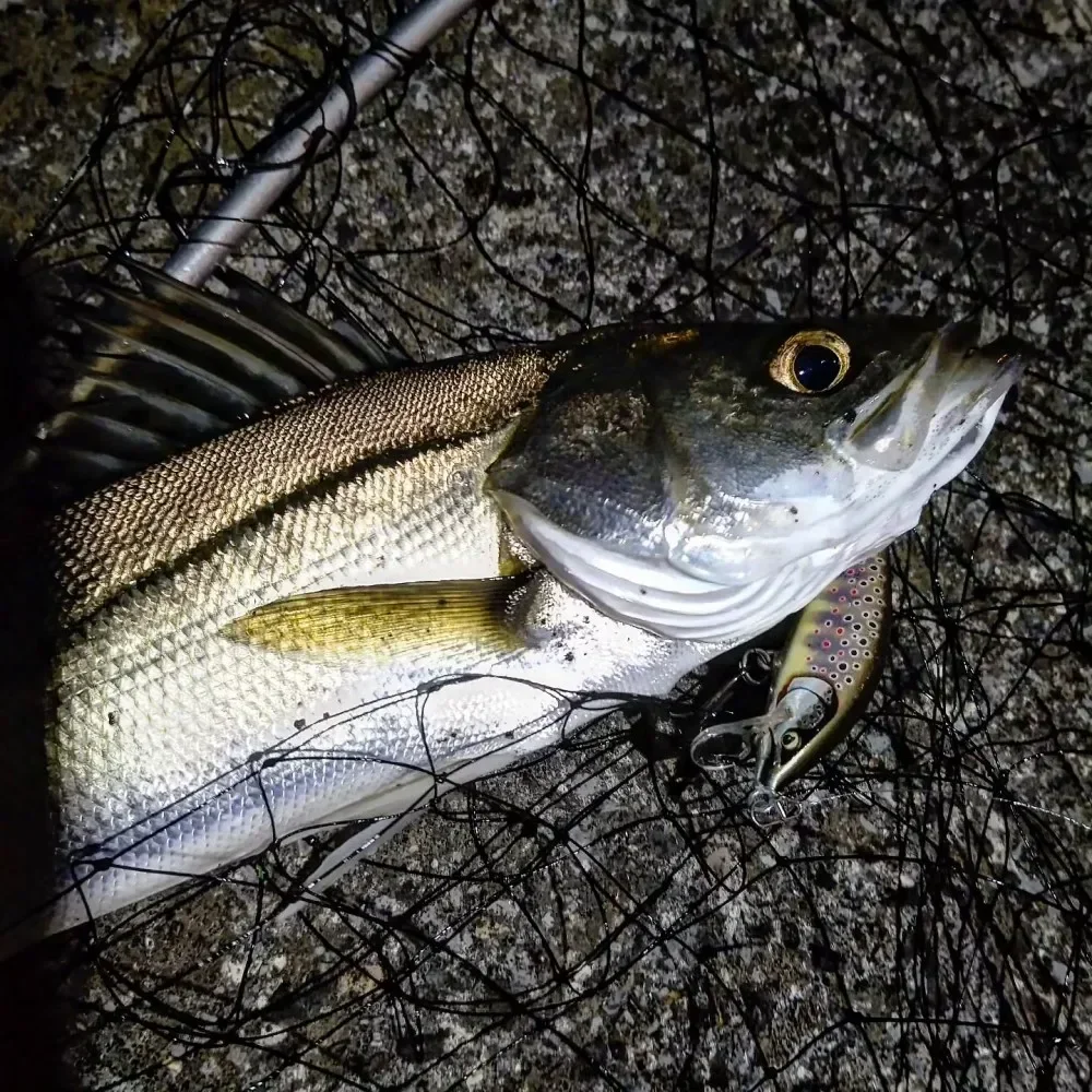 Señuelo de pesca de pececillo hundido, 70mm, 10g, CDE75, corriente, lago, Jerkbait, Rockfishing, Wobbler, señuelos de agua salada, Freschwater, cuenta atrás, Elite - imagen 3