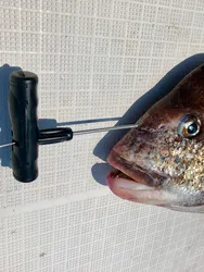 Lumica Varilla Tensar Nervios 120 cm – Ikijime para pesca deportiva