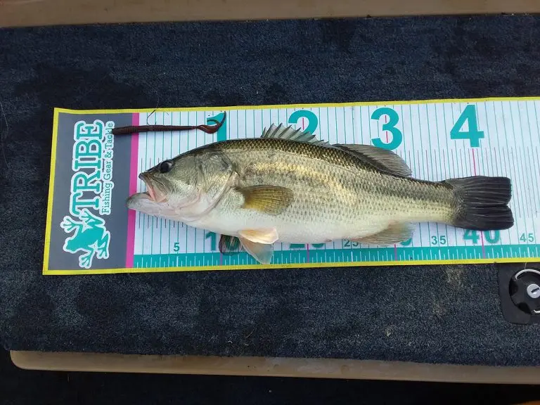 Original japonés OSP doble rizo cola fideos gusano O.S.P doble barba gusano DoliveCurly 4,5 pulgadas punto multicolor - imagen 4