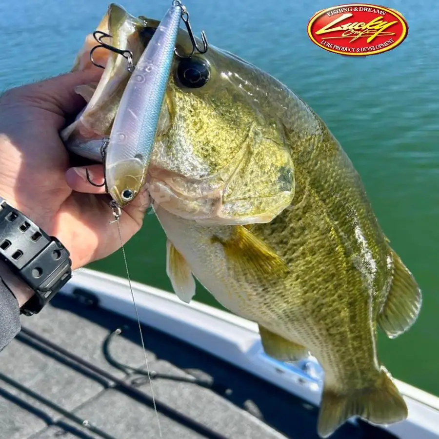 Los Estados Unidos importó Lucky Craft 105 Samei superficie hijo perro, cebo duro campeón Omori Guiyang - imagen 2