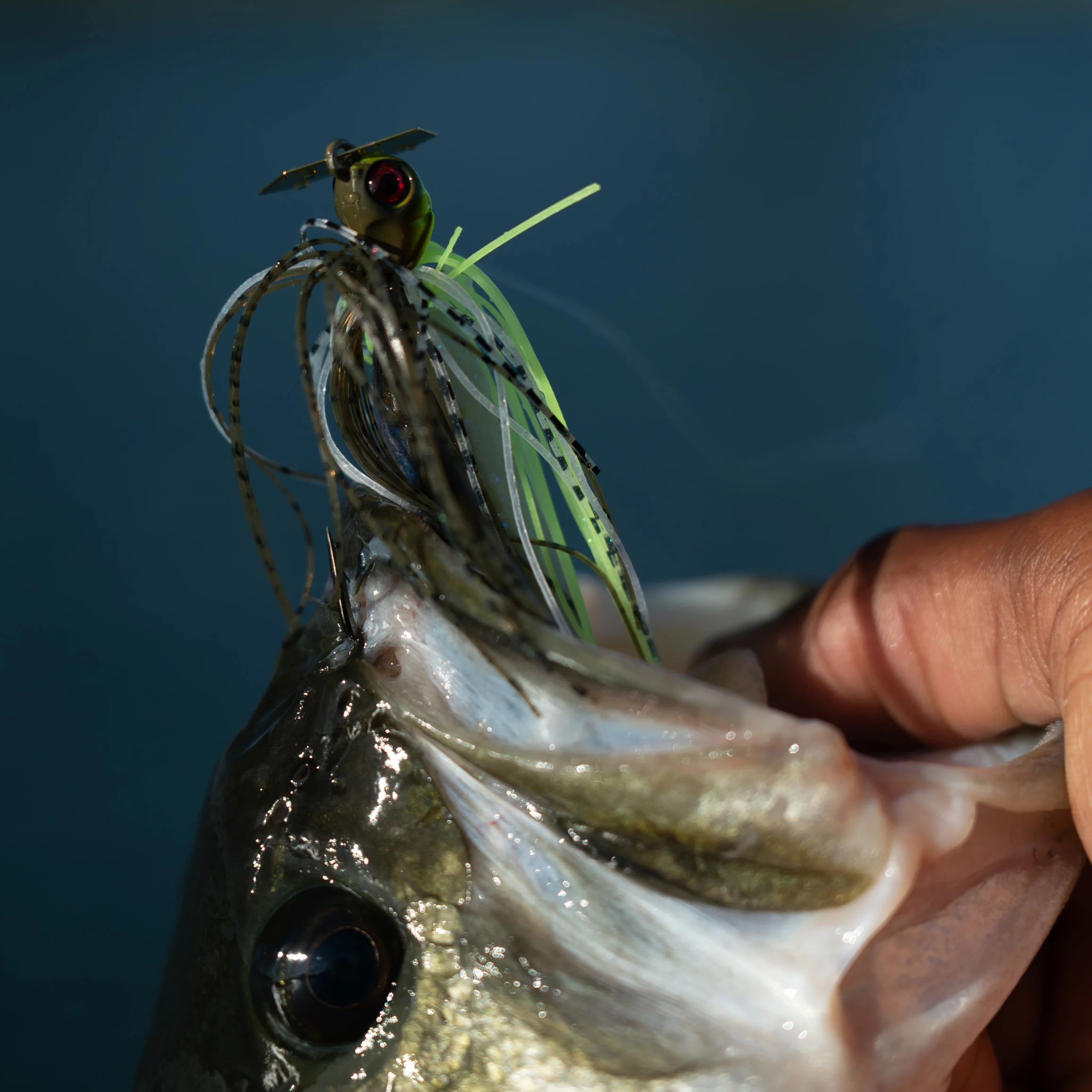 un pez con señuelo en la boca