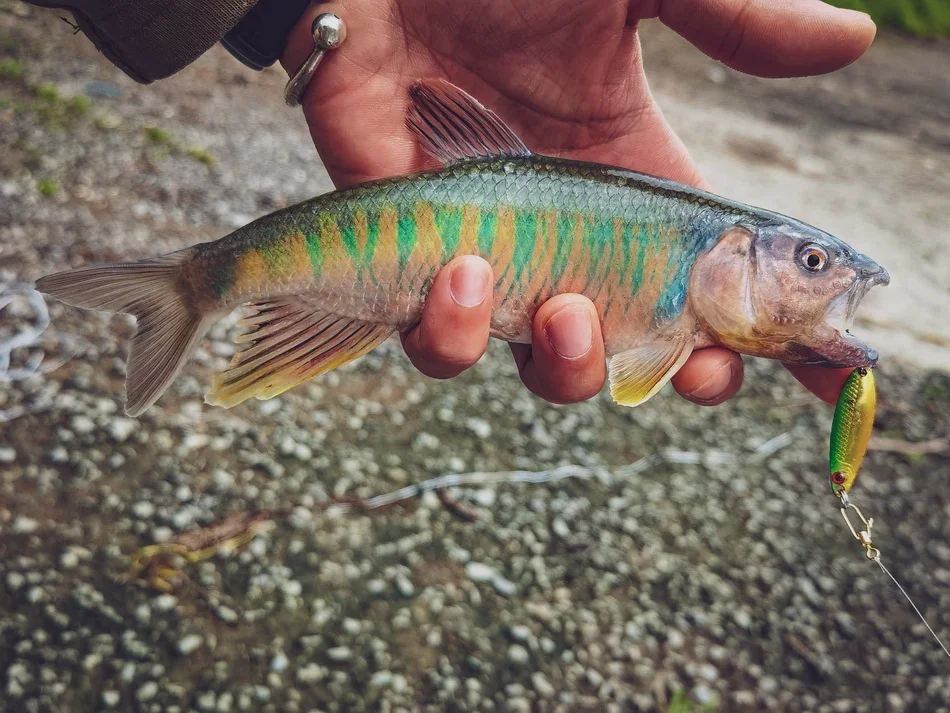 Luretv-señuelo cuchara de hoja de sauce, 2,5g, 3,5g, lentejuelas de cobre puro, Color dorado y plateado, Bionic, Boca de caballo, cebo de lentejuelas japonés - imagen 4