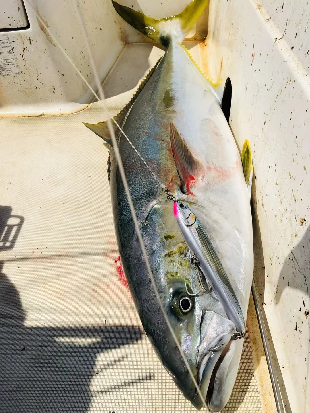 Lápiz flotante de Japón Maria, cebo de pesca en el mar, pistola dorada, amarillo Bonito GT - imagen 5
