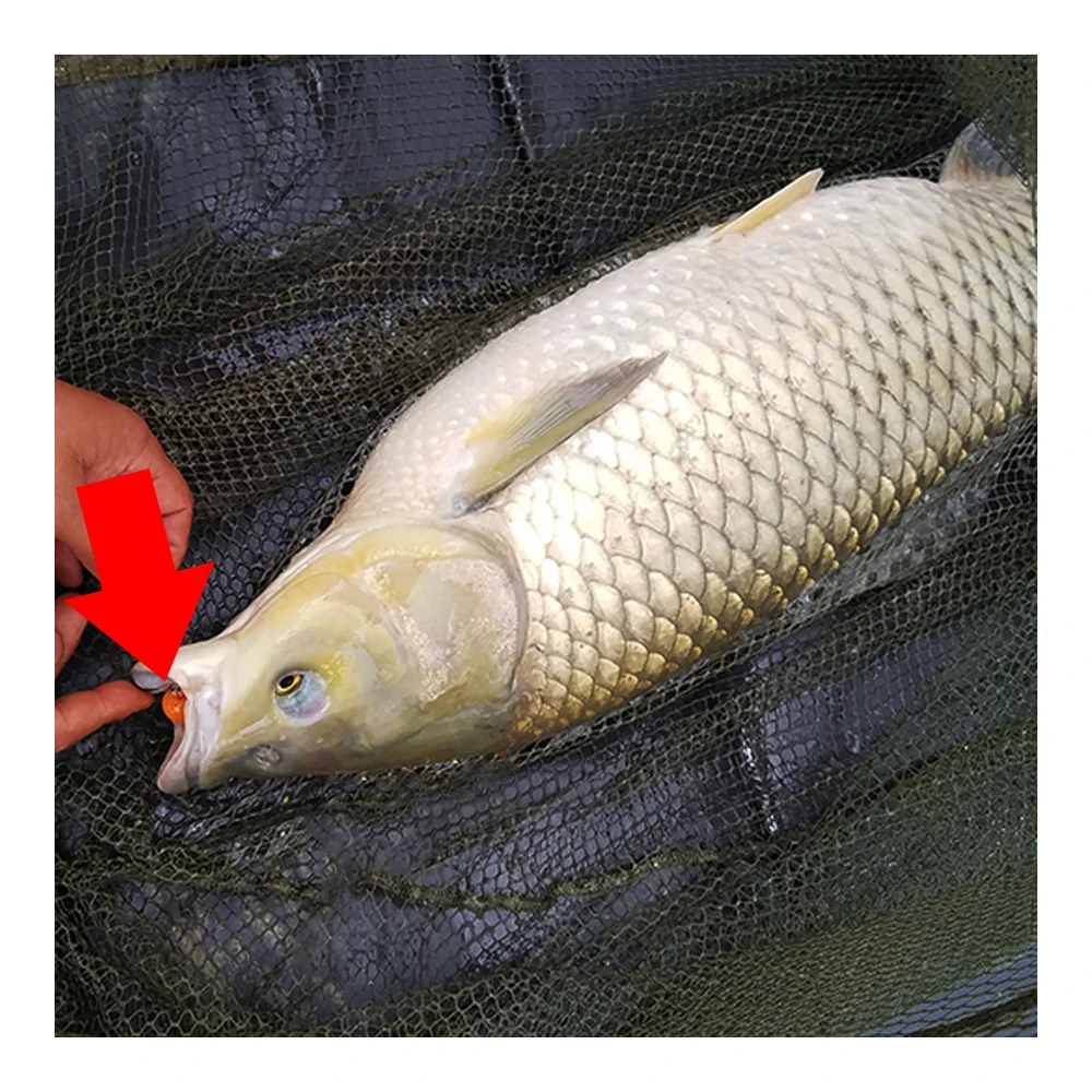 Un pescado recién captado con un señuelo naranja brillante insertado en su boca