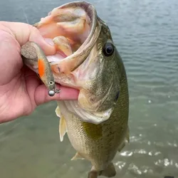 8,8 cm5g cebo suave para sábalo 5 uds Swimbait para Lucio Zander Snook perca Señuelos de pesca Shadteez JIG Head Rig señuelo suave