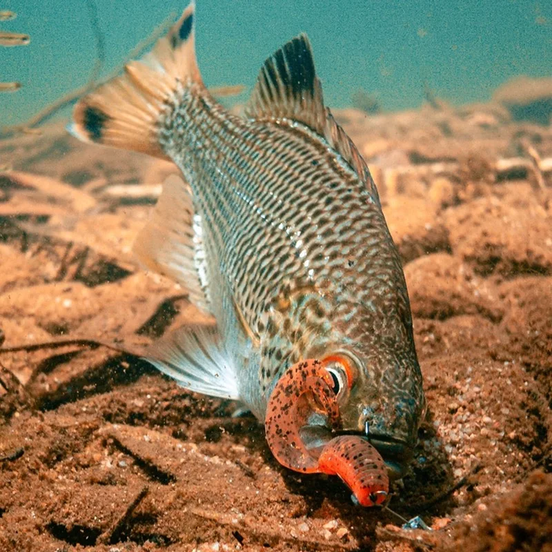 Zman-Coda rizada de hilo de 2,5 pulgadas importada de EE. UU., cola bifurcada ST GRUBZ, flotante, resistente a mordeduras de agua, señuelo duradero, cebo suave - imagen 3