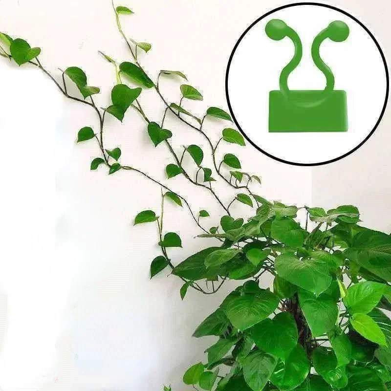 Soportes autoadhesivos para plantas trepadoras – Ganchos invisibles - imagen 2