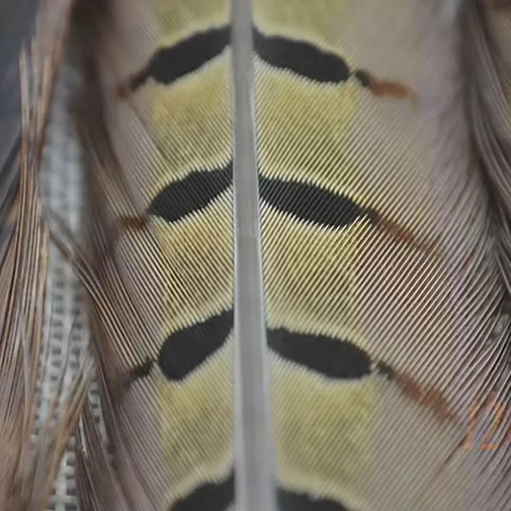 Plumas de faisán naturales MNFT para atado de moscas – 20-25cm - imagen 3