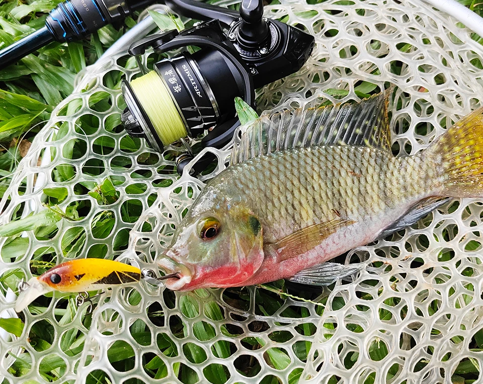 ¡Experimenta la emoción de la pesca con esta captura vibrante!