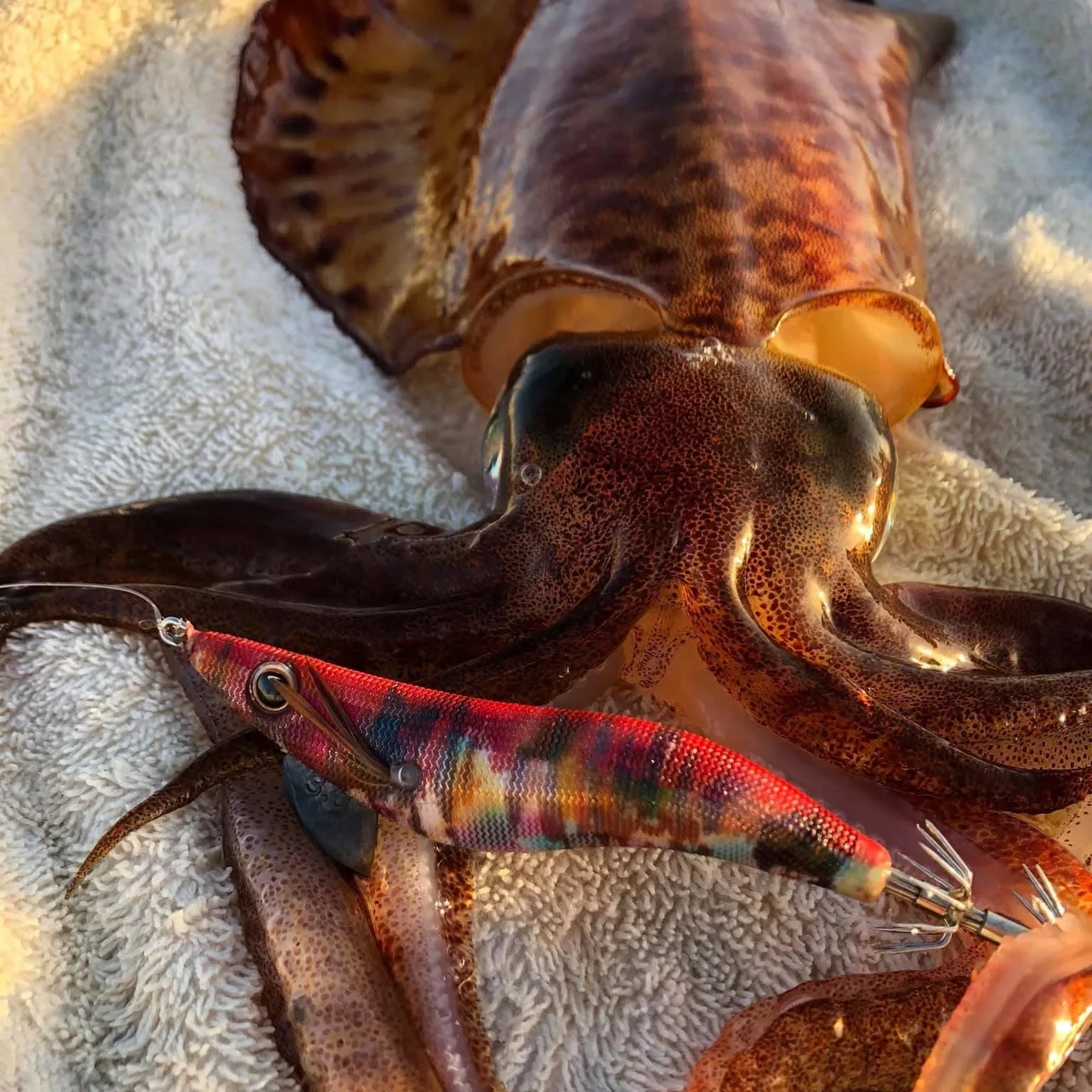 Plantillas de calamar con tinta de pez, 2,5 EGI, señuelo de pesca, desgarrador de madera, ocultos para cortar, gananchos de cola brillante, 12 gramos, pesca de rocas y barcos - imagen 5