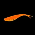 Orange 10pcs
