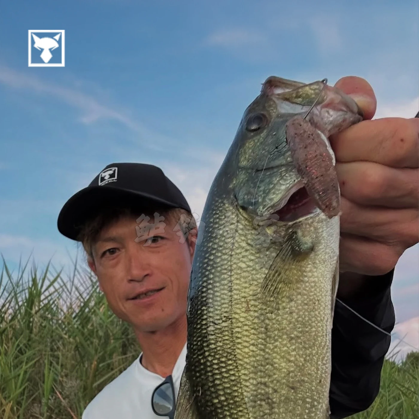 Japón Jackall 2025 nuevo Jimmy Imo alta gravedad específica patata submarina perro paso Horizontal caída perca pesca - imagen 4