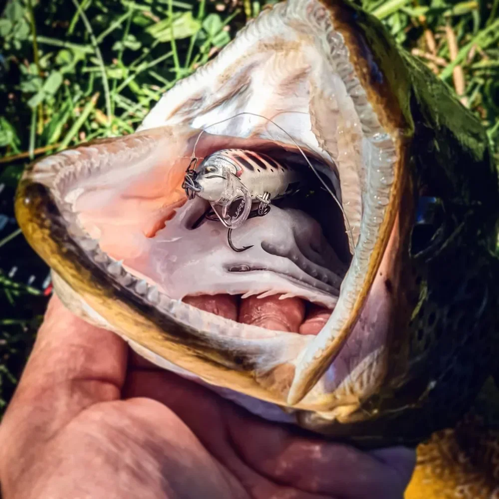 Experimente la emoción de atrapar un pez grande con un primer plano detallado de su boca