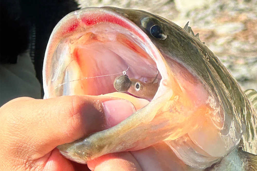 Japón OSP nuevo Concepto pequeño tipo pez señuelo cebo suave ERIMAKI SHAD tamaño pequeño fuerte fluctuación alta presión afilada - imagen 4