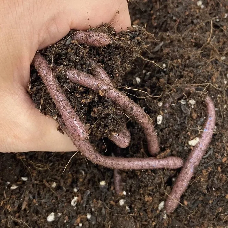 Japoneses DUO fideos gusano WRIGGLE CRAWLER gusano cebo señuelo biónico falso negro Pit Bass pez mandarín - imagen 4