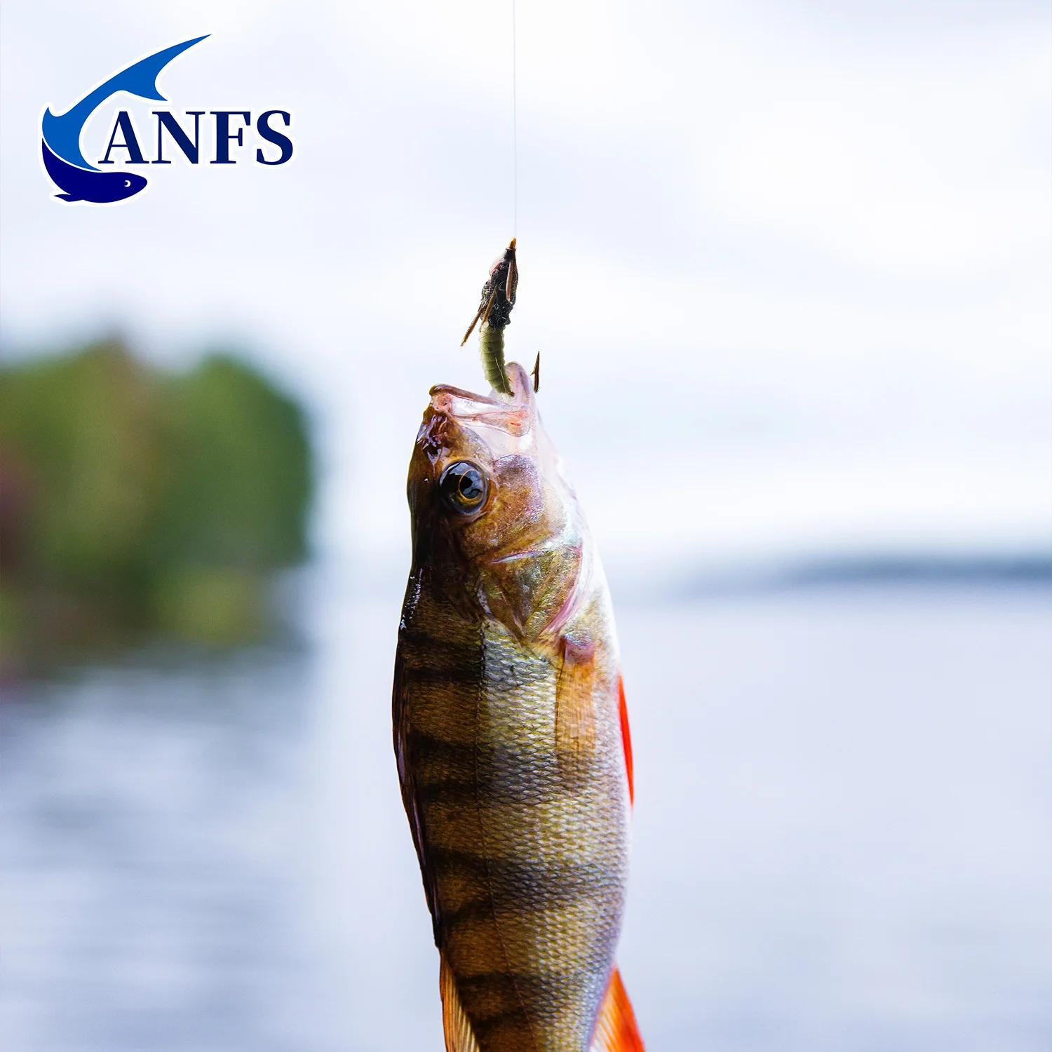 Hydropsyche Caddis Larva - Moscas de trucha - ANFS Moscas de pesca con mosca - Patrón de mosca de larva Caddis - Paquete de 4 moscas y señuelos premium - imagen 5