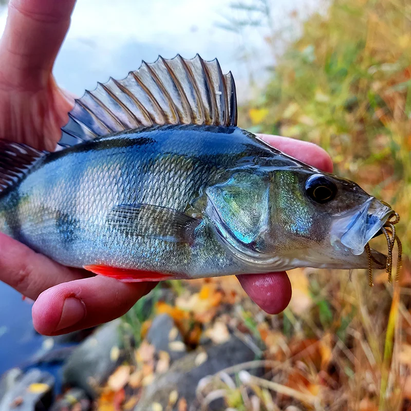 Señuelo suave FAERIE paquete de 10 unidades