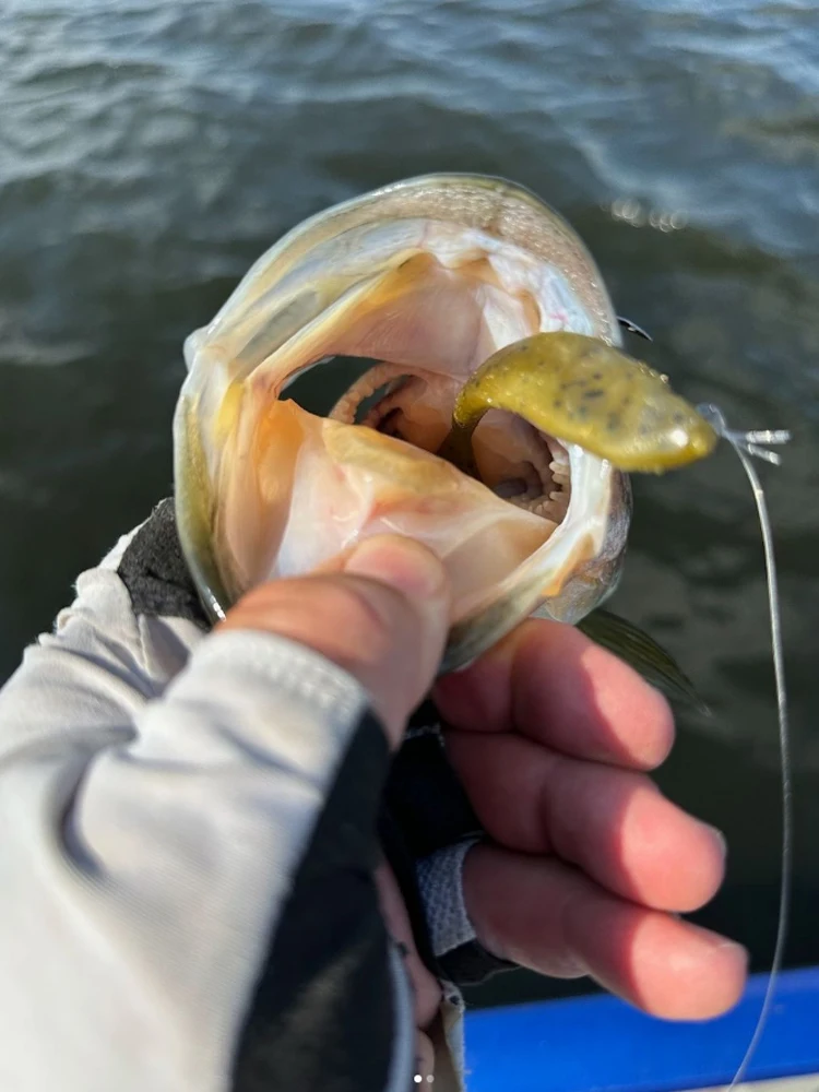 Sonar dinámico en tiempo Real para peces pequeños, grupo de pesca, cola de horquilla, cebo suave, FF min-o americano - imagen 5