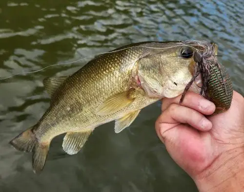 Rana de pescado plana desechable STAGGER TWINTAIL doble cola espiral OZARK auto patadas rana cebo suave HIDEUP - imagen 5