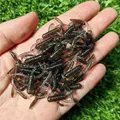 GD21 20PCS  05