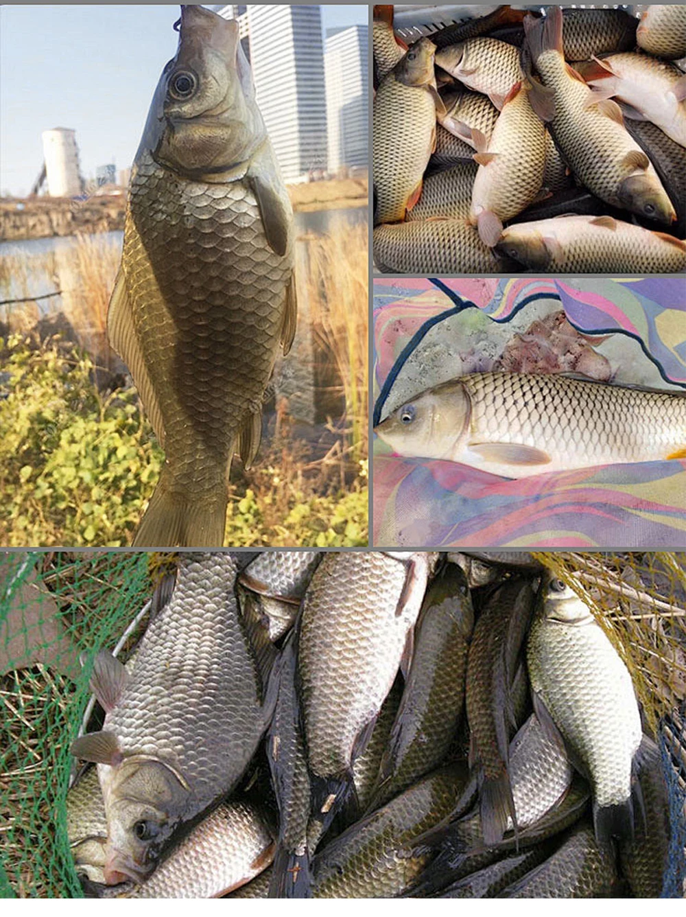 Experimente la emoción de la pesca con nuestras imágenes visualmente atractivas de alta calidad