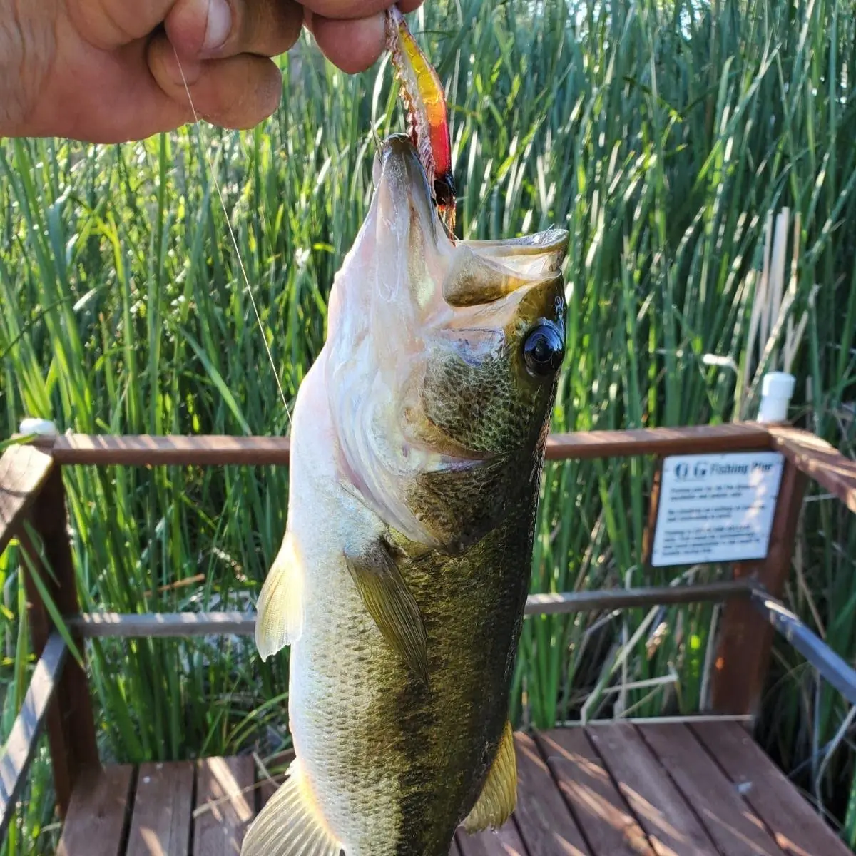 Señuelos de pesca de camarones suaves Goture, juego de cebo luminoso para camarones de agua salada, Señuelos de pesca con anzuelos afilados para agua dulce y salada - imagen 3
