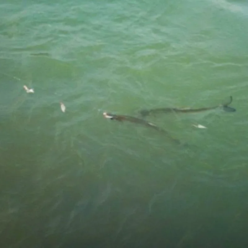 1 paquete de 6 anzuelos Sabiki señuelo aparejo intermitente anzuelo de piel de pescado cebo luminoso brillo oscuro caballa pesca pargo cabeza plana salmonete tiburón