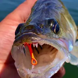 Anzuelos triples UV anticorrosión FishTrip 2X – lubina agua salada