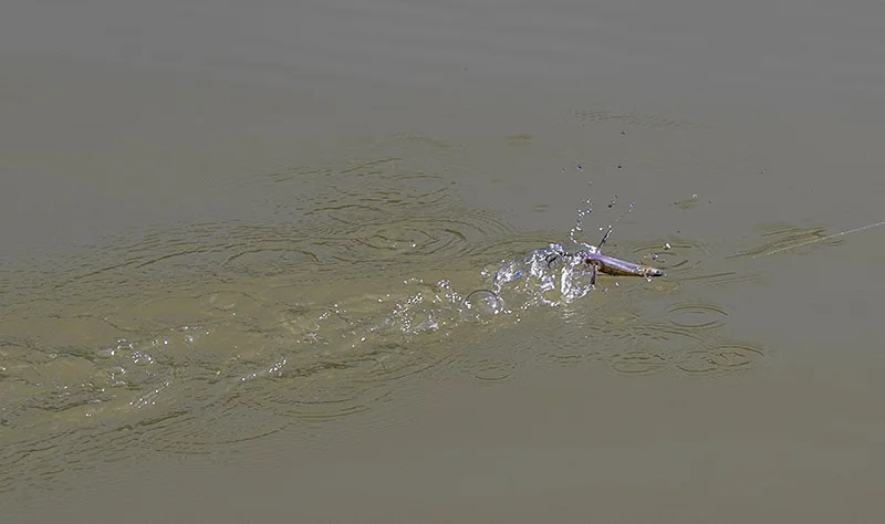 Japón IMAKATSU VAZELLE Surface Dragonfly 8cm 6,6g nuevo bajo - imagen 3