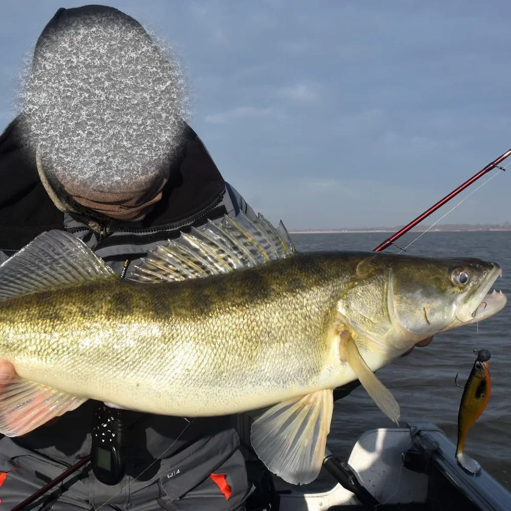 TSUYOKI perca Shad suave Swimbait señuelo de Pesca 15cm/20cm para Lucio Zander Bass Paddle T cola Pesca pez falso Westin Shadteez Lurre - imagen 5