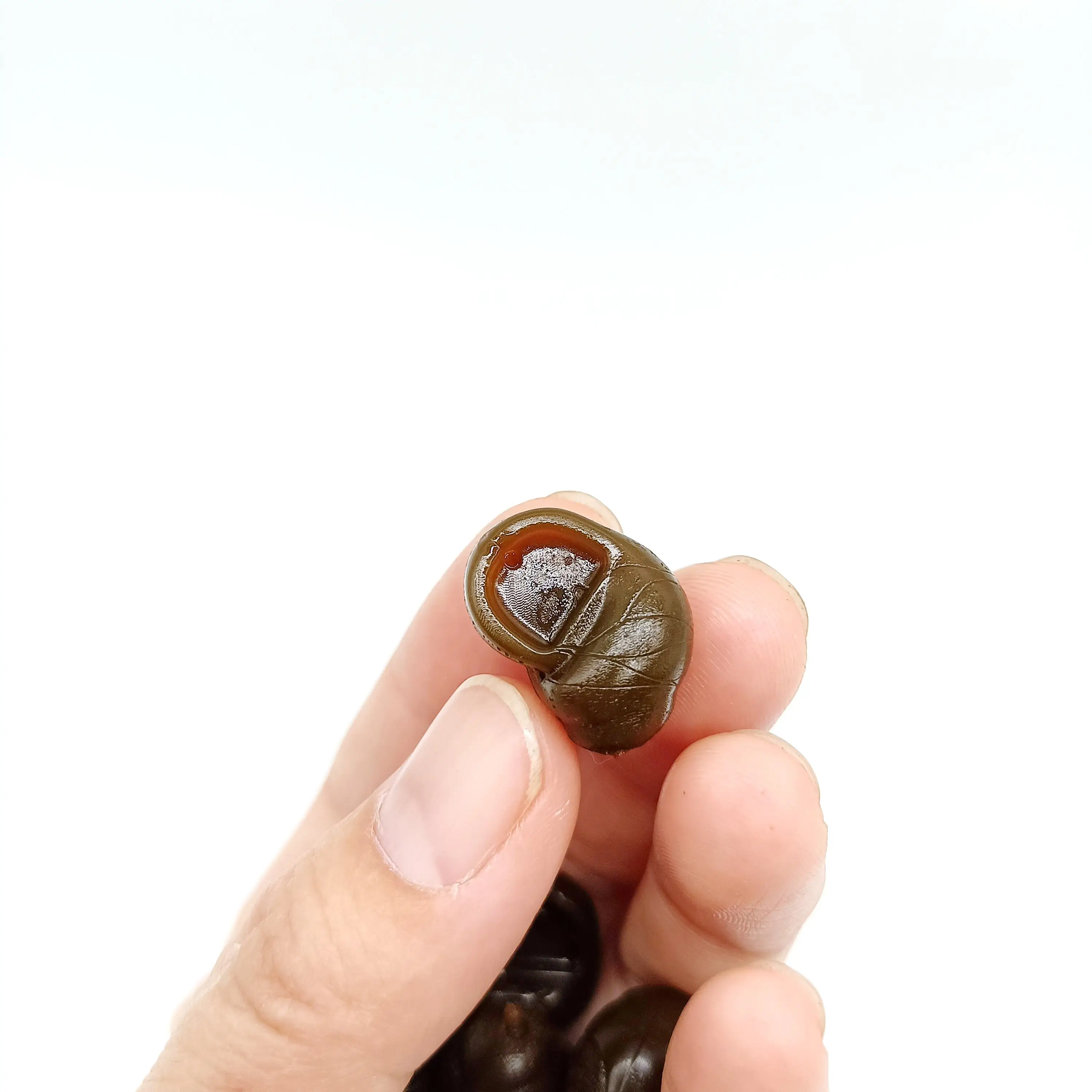Cebo flotante caracol Duoduoyu Zig Rig TPE realista para pesca en agua dulce - imagen 2
