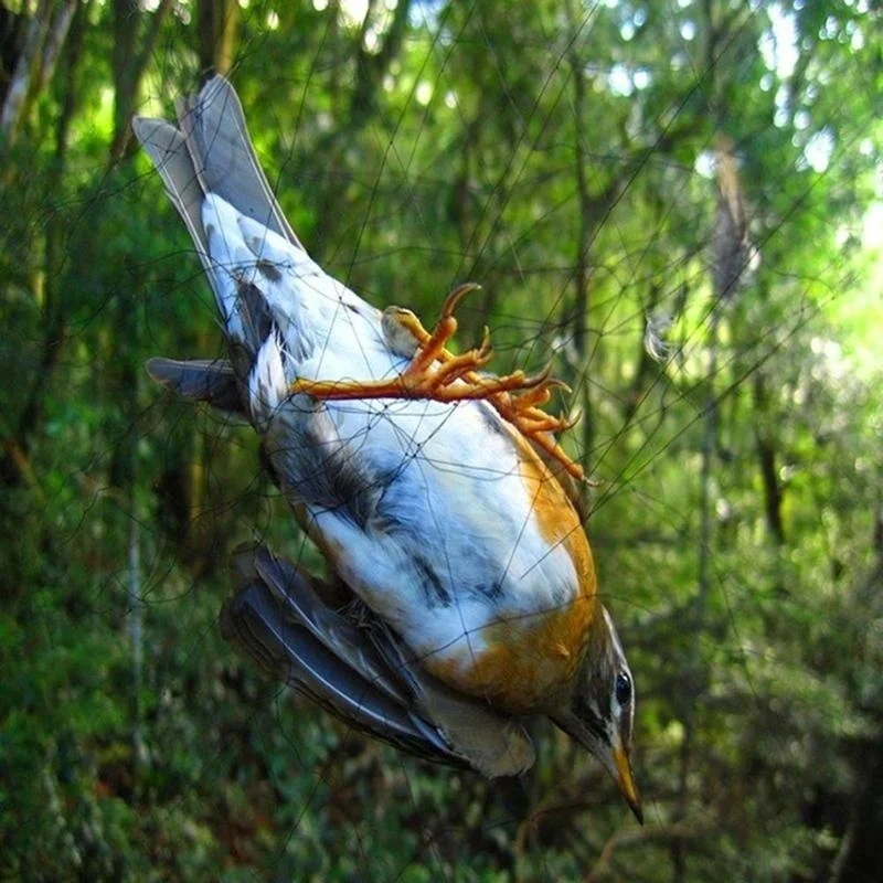 Protector agrícola de la red de la niebla del pájaro anti de la malla 15M previene el suministro del daño - imagen 3