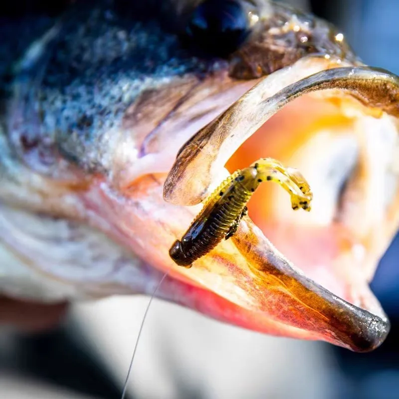 ZMAN-cajón MICRO importado de EE. UU., 1,75 pulgadas, Mini Ned, doble cola en T, cebo flotante resistente al agua y al desgarro - imagen 3