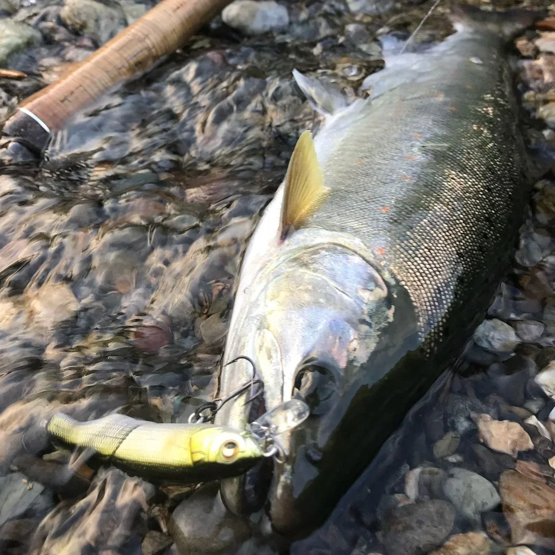 Señuelo de pesca Flatside 70 Wobbler para lubina, trucha, suspendido, pececillo, 70mm, 5g, señuelos de plástico duro, pesca de trucha en el lago, señuelos planos - imagen 3