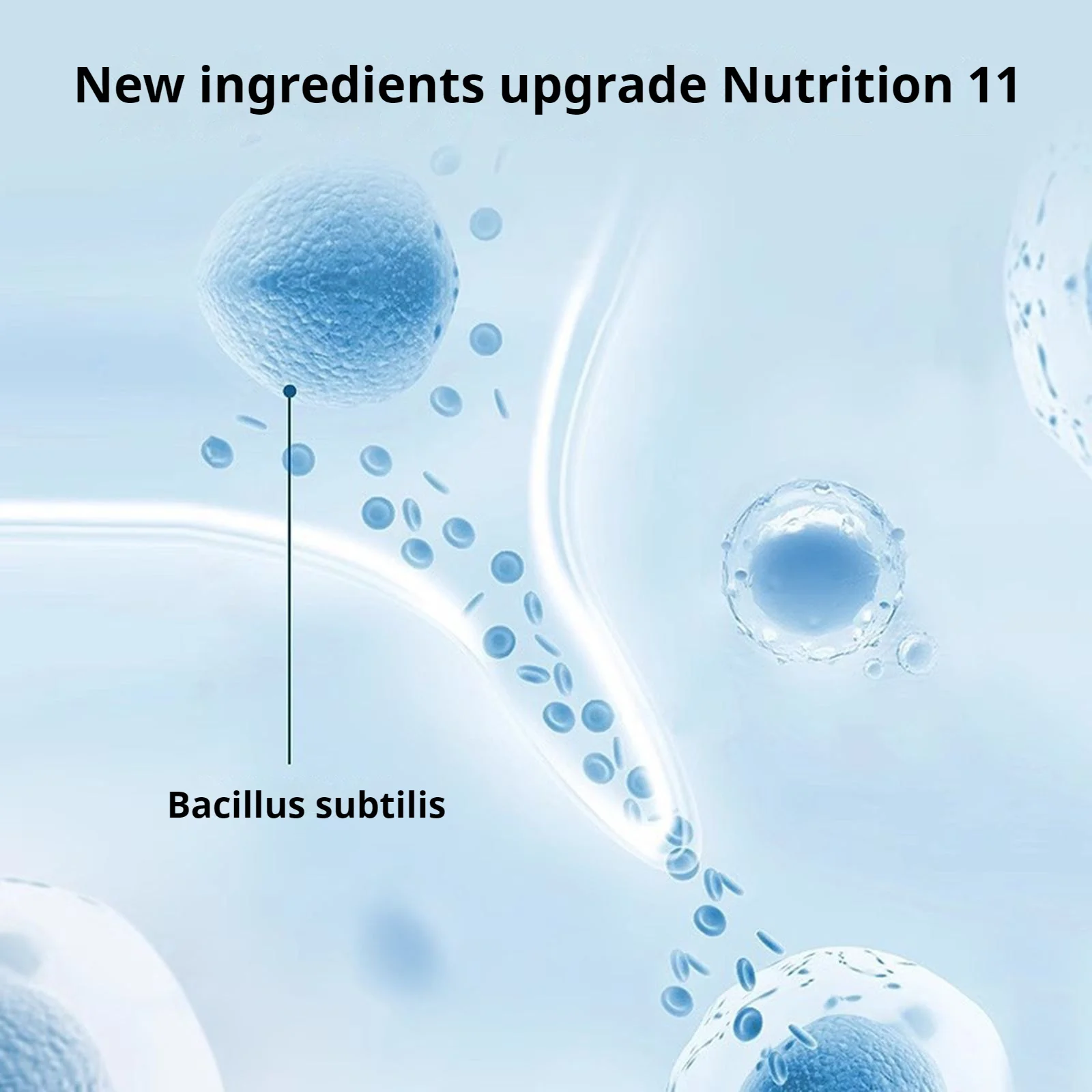Comida de camarones de agua dulce Natural, alimentación de camarones ornamental, comida de camarones, acuario hundido, alimentación de camarones de cristal, equilibrio nutricional - imagen 5