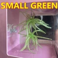 SMALL GREEN 2PCS