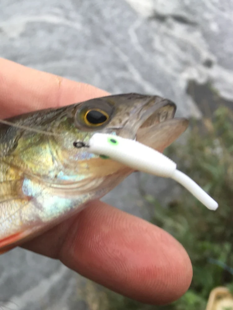 ESFISHING-SEÑUELOS DE pesca en hielo de invierno, gusano Mon Shad, 12 piezas, 30mm, aroma inyectado y sales, aparejos de cebo blando de silicona - imagen 3