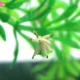 Vtwins señuelos mosca y ninfa con púas para trucha y carpa artificial - imagen 3