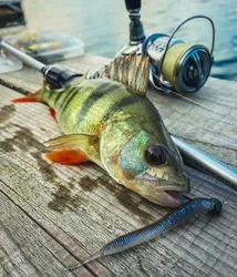 Esfishing Impacto Vinilo 140mm 5g – Cebo blando para pesca